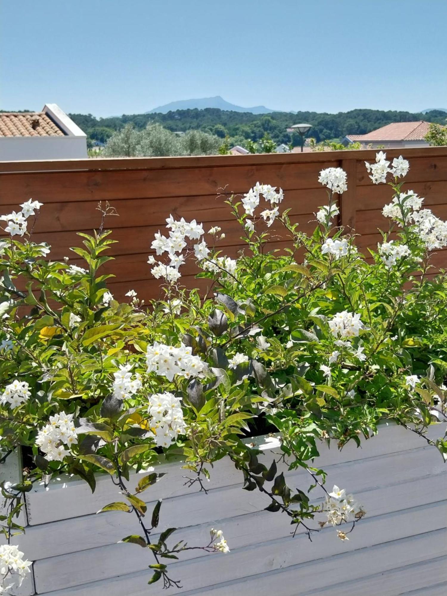 Studio Cocon Enea Bidart, Terrasse Et Parking Exteriör bild